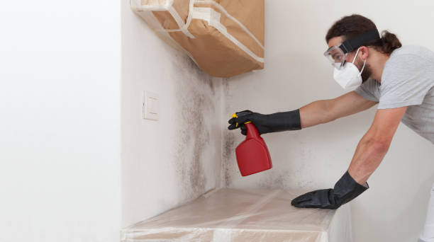 Professional Mold Cleanup technician working in Greenvale, NY